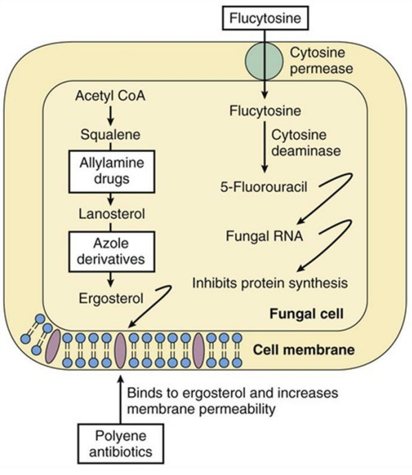 <p>Enumerate 4 common antifungal substances</p>