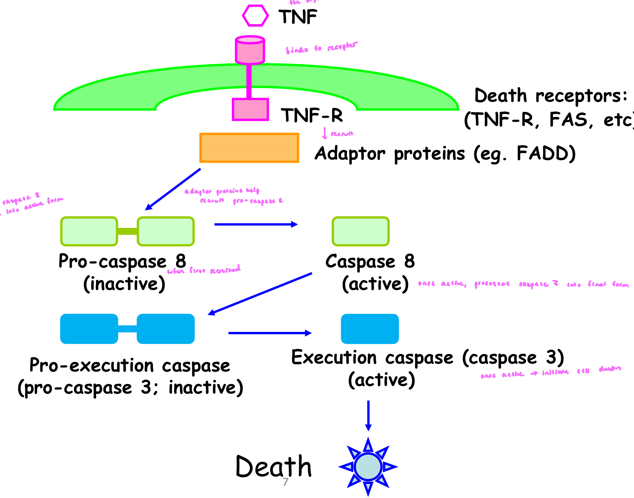 <ul><li><p>signal binds to death receptor</p></li><li><p>receptor recruits adaptor proteins</p></li><li><p>adaptor proteins help recruit pro-caspase 8 (inactive when first recruited); recruitment allows caspase 8 to self process into active form</p></li><li><p>once caspase 8 is active, it processes caspase 3 into final form</p></li></ul><p></p>