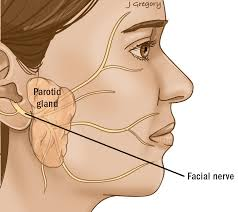 <p>A. facial</p>