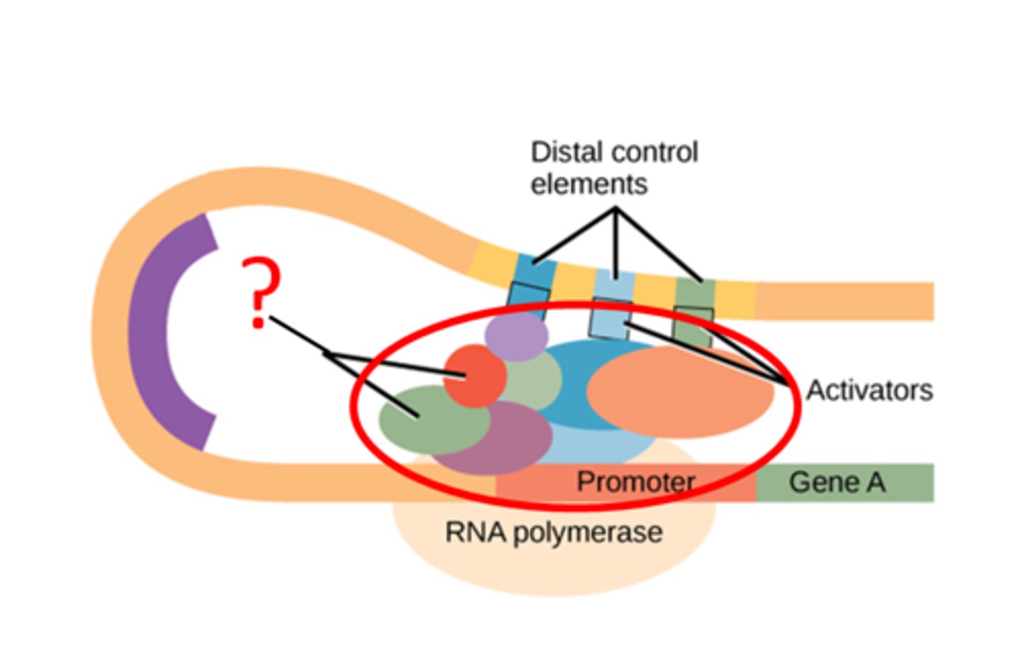 <p>A regulatory protein that binds to DNA and affects transcription of specific genes (turns transcription on/off)</p>