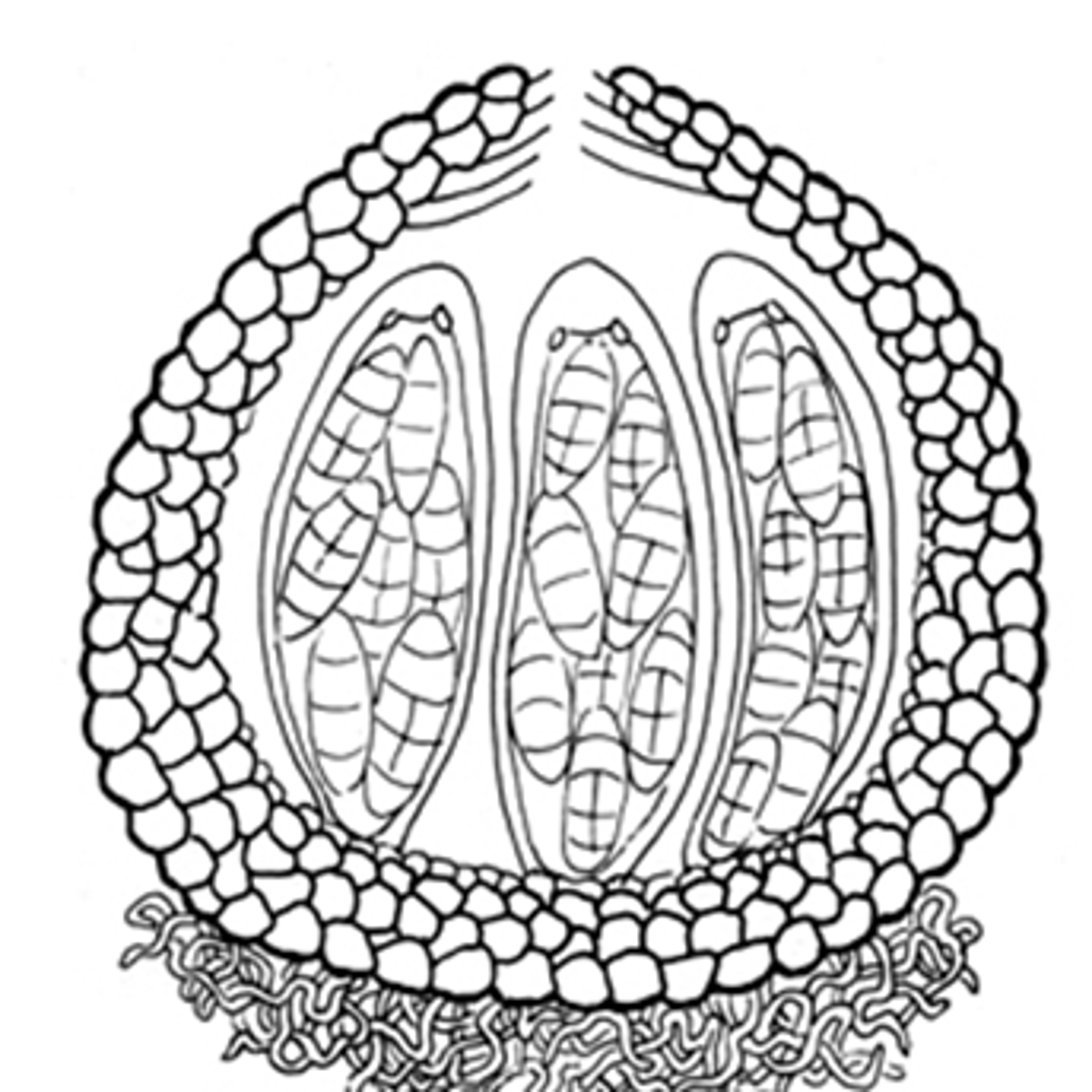 <p>associated with black knot, cankers, and shoot necroses</p>