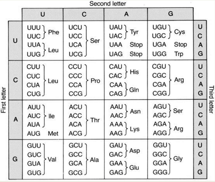 What gets mutated 
- Context dependent
- Third letter (also called the wobble position) has the most mutations bc the first two letters are more stable because they matter more than the third letter 