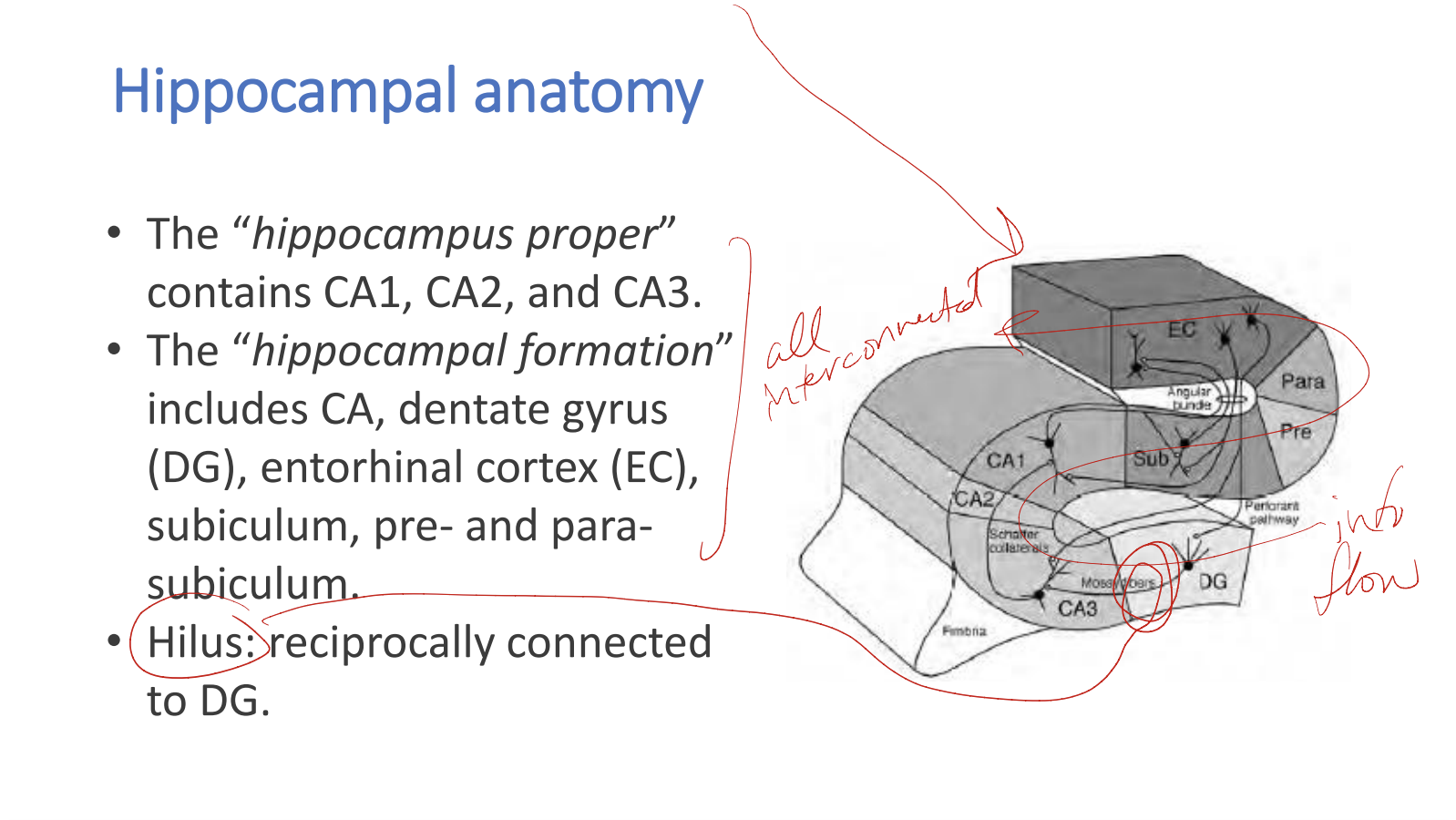 * hippo proper = CA1, CA2, CA3


* hippo formation = CA, dentate gyrus (DG), entorhinal cortex (EC), subiculus, pre and para subiculum
* hilus = reciprocally connected to DG