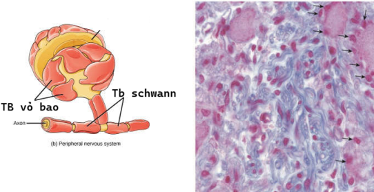 <p>Tìm thấy trong hạch thần kinh và bao quanh thân neuron.</p><p>Nhân đậm, bào tương ít, khó quan sát bào tương trong tiêu bản</p>