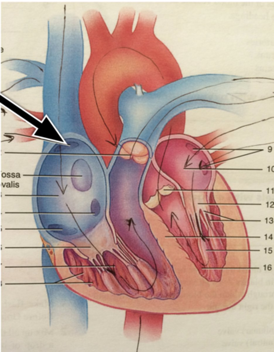 knowt flashcard image