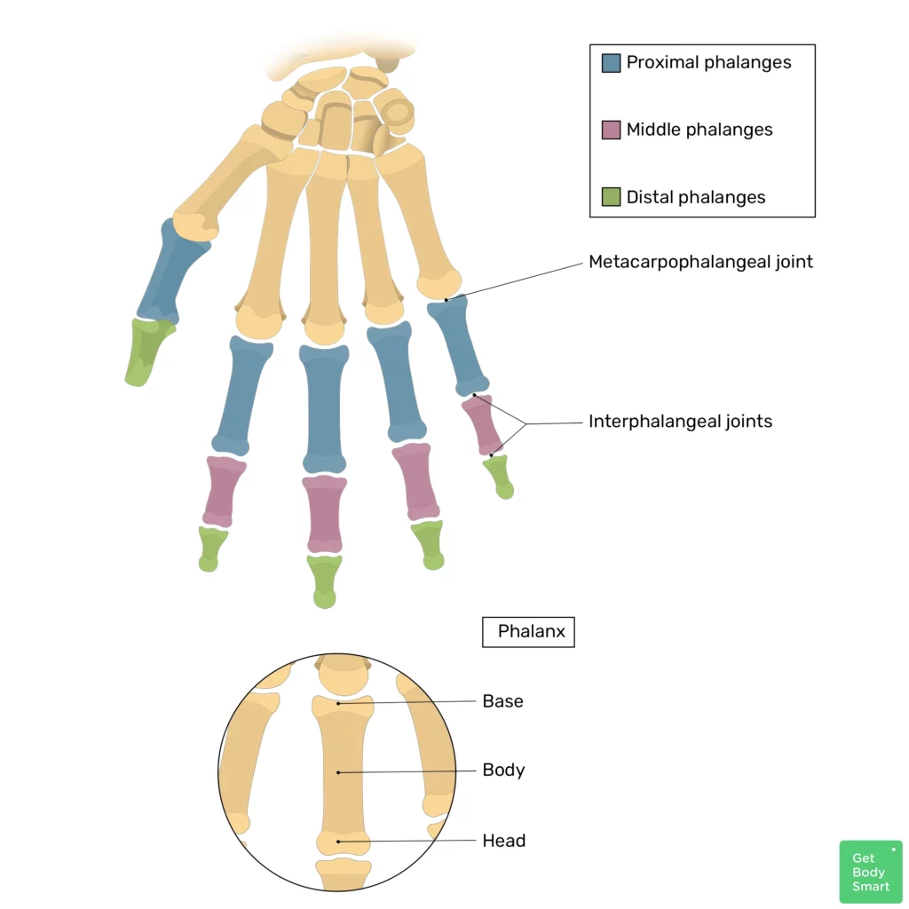 <p>bones of fingers 2-5 articulating with the proximal and distal phalanges. purple</p>