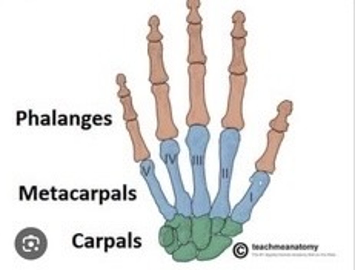 <p>Bones of the fingers; distal, middle, proximal.</p>