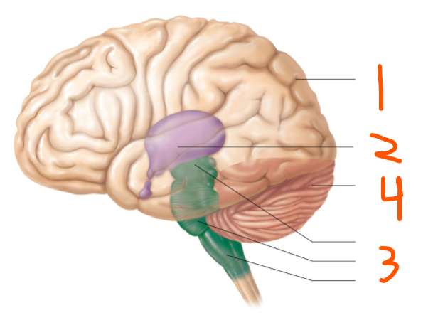 <p>4 Regions of the Adult Brain:</p><ol><li><p>___ ___</p></li><li><p>___ </p></li><li><p>___ ___</p></li><li><p>___</p></li></ol><p></p>