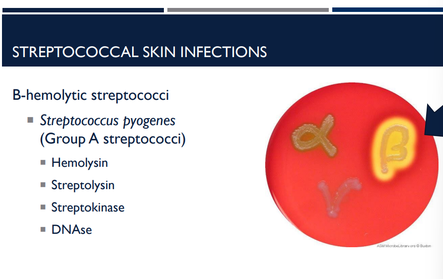<p>What kind of hemolysis activity does streptococci perform?</p>
