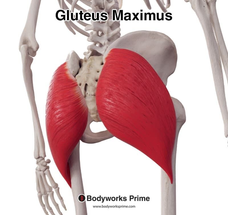 <p>The gluteus maximus ๐ is the largest superficial buttock muscle. Extends and laterally rotates the thigh at the hip (N. gluteus inferior). ๐ On Anatomage: thick red sheet covering posterior pelvis. ๐ก "Maximus = Major mover."</p>