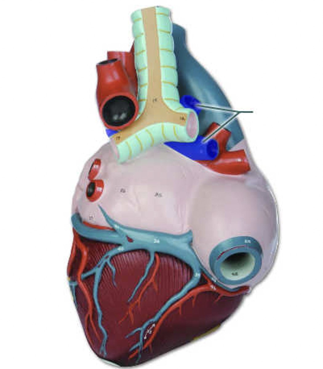 <p>Do these vessels carry oxygenated blood or deoxygenated blood?</p>