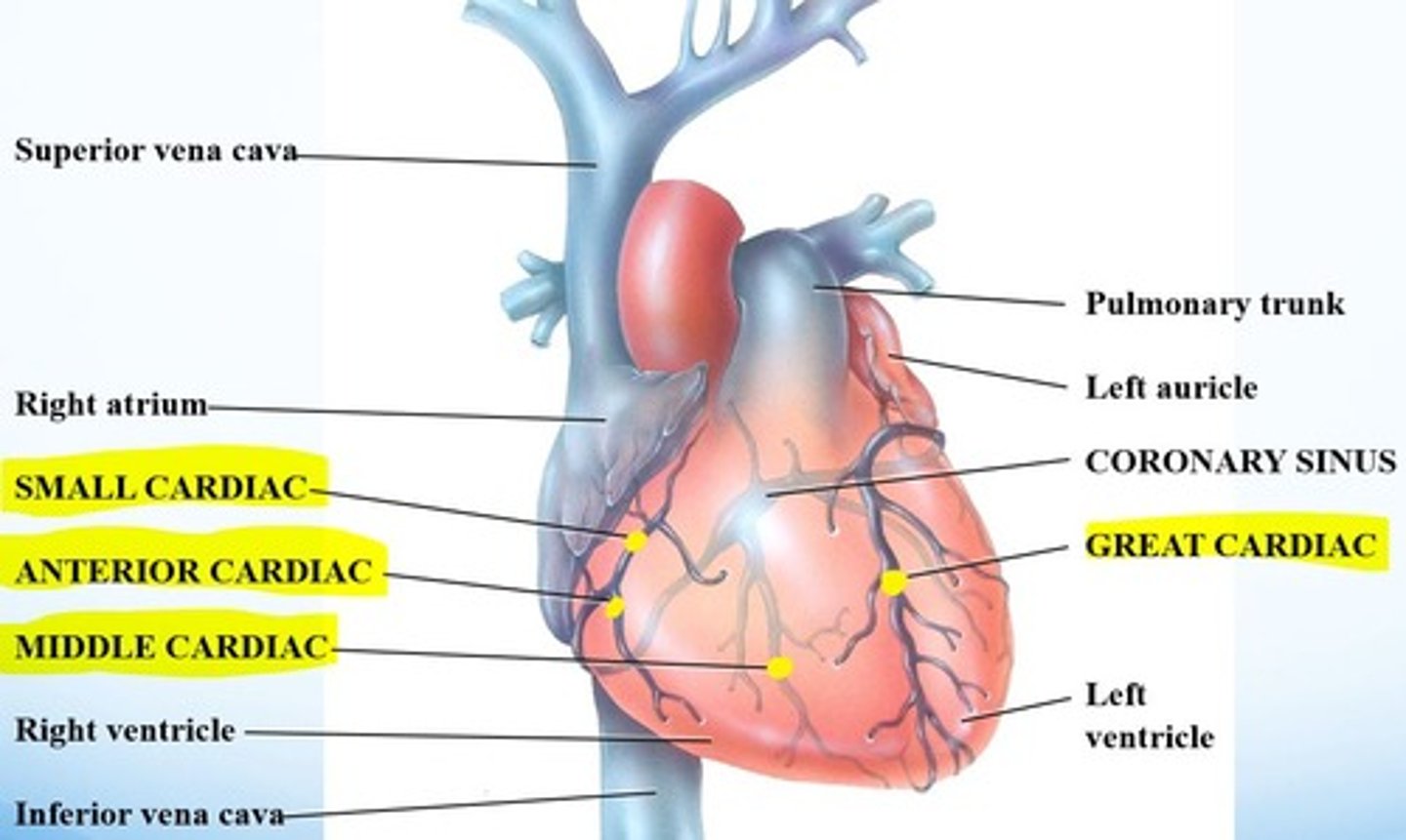 <p>small and middle cardiac veins</p><p>AKA: coronary veins (coronary is usually just used for arteries)</p>