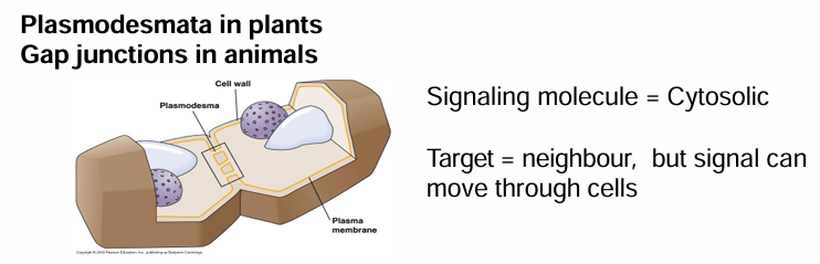 <ul><li><p>Ex. In plants (plasmodesmata) and animals (gap junctions) </p></li><li><p>They have junctions between cells spanning the cell wall/membrance</p></li><li><p>This connects cytoplasm between the cells allowing messengers to move quickly</p></li></ul><p></p>