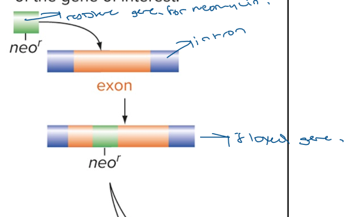 <p>mouse made when the functional allele of a specific gene is replaced with an amorphic or nonfunctional allele. The amorphic allele is constructed by inserting drug resistance gene (neomycin resistance gene). The mutant DNA construct is taken up by embryonic stem cells made from agouti mouse. This technique uses recombinant DNA techniques, a gene specifying resistance to the drug neomycin is inserted into an exon of the gene of interest (leads to a floxed gene).</p><ul><li><p>used when we want to understand what a particular type of gene does in an organism.</p></li></ul><p></p><ol><li><p>DNA injected into each blastocyst cells</p></li><li><p>Most cells will just discard this piece of random mutated DNA but some will take that piece and find the actual gene associated with it, leading to rare homologous recombination.</p><ol><li><p>hoping that this DNA is accepted and that embryo is not further genetically modified or mutated.</p></li><li><p>hoping that knockout ES cells are found in germ line cells, this can be tested with a cross with another completely black mouse.</p></li></ol></li><li><p>This happens only in 1 of the chromosomes, not both, leading to a heterozygous mutation</p><ol><li><p>leads to a resistance against neomycin drug.</p></li></ol></li><li><p>Resulting mice are chimeras with agouti (brown) and black spots.</p></li></ol>