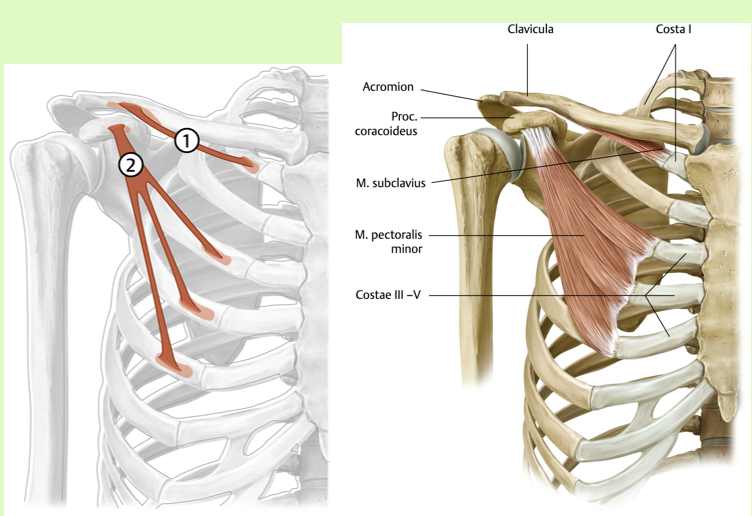 <p><span><span>Origo:<br></span></span><span data-name="black_small_square" data-type="emoji">▪</span><span><span> Costa I (grens been-kraakbeen)</span></span></p><p><span><span><br></span></span><span data-name="black_small_square" data-type="emoji">▪</span><span><span> Insertie:<br></span></span><span data-name="black_small_square" data-type="emoji">▪</span><span><span> onderzijde van de clavicula</span></span></p><p><span><span><br></span></span><span data-name="black_small_square" data-type="emoji">▪</span><span><span> Functie:<br></span></span><span data-name="black_small_square" data-type="emoji">▪</span><span><span> Fixatie van de clavicula in art.<br>sternoclaviculare</span></span></p><p><span><span><br></span></span><span data-name="black_small_square" data-type="emoji">▪</span><span><span> Innervatie:<br></span></span><span data-name="black_small_square" data-type="emoji">▪</span><span><span> n. subclavius</span></span></p><p><br></p>