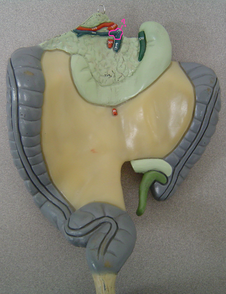 <p>what blood vessel is this? (in pink) (<span><span>collects blood from the GI tract and conducts it to the liver)</span></span></p>