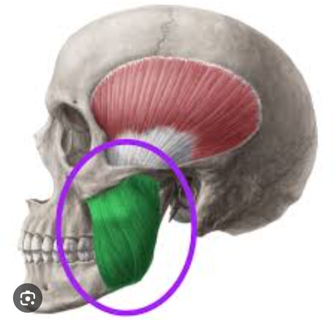 <p>What is circled?</p>