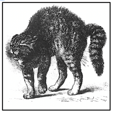 <p>An emotional pattern that has been well characterized in the illustration below is caused by a strong stimulation to the punishment centers. This pattern of behavior is known as</p><p>A. Submission and surrender</p><p>B. Startle and Moro</p><p>C. Retreat and recollection</p><p>D. Rage</p>