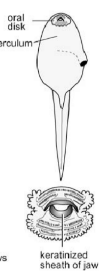 <ul><li><p><span>keratinous mouthparts</span><br><span>present</span></p></li><li><p><span>sinistral (left side) </span></p></li><li><p><span>spiracle</span></p></li></ul><p></p><ul><li><p><span>majority of anurans</span><br></p></li></ul><p><br></p>