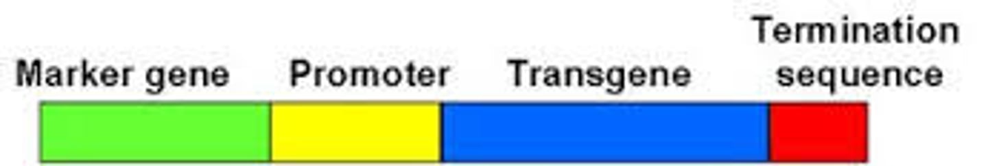 <p>gene introduced into an organism using genetic engineering techniques, either from another organism or as additional copies of an existing gene to enhance the production of its encoded protein</p>