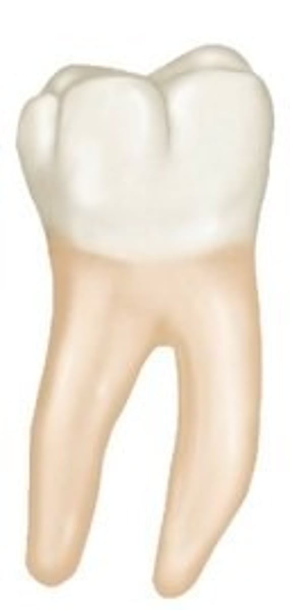 <p>Cervix, trunk, furcation, apex</p>