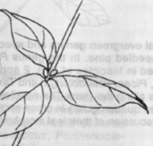 <p><span>3 or more buds and leaves are arranged on a single node</span></p><p></p>