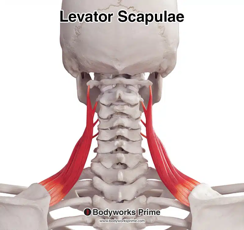 <p>Elevates the scapula, located on the lateral side of the neck.</p>