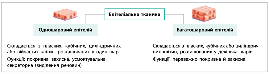 <p>щільно сполучені клітини, мало міжклітинної речовини.</p><ul><li><p>одношаровий/ багатошаровий</p></li><li><p>форма клітин: кубічна, пласка, циліндрична.</p></li><li><p>функції: покривний, залозистий</p></li></ul><p></p>