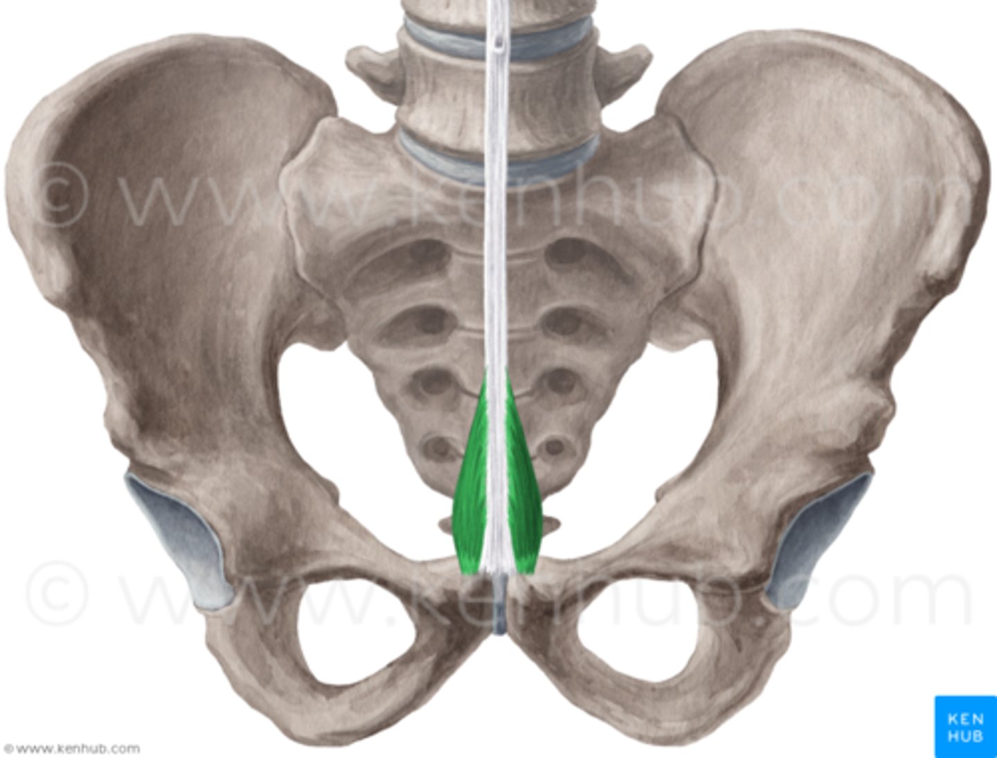 <p>small triangular muscle of the lower front part of the abdomen that is situated in front of and in the same sheath with the rectus and functions to tense the linea alba</p>