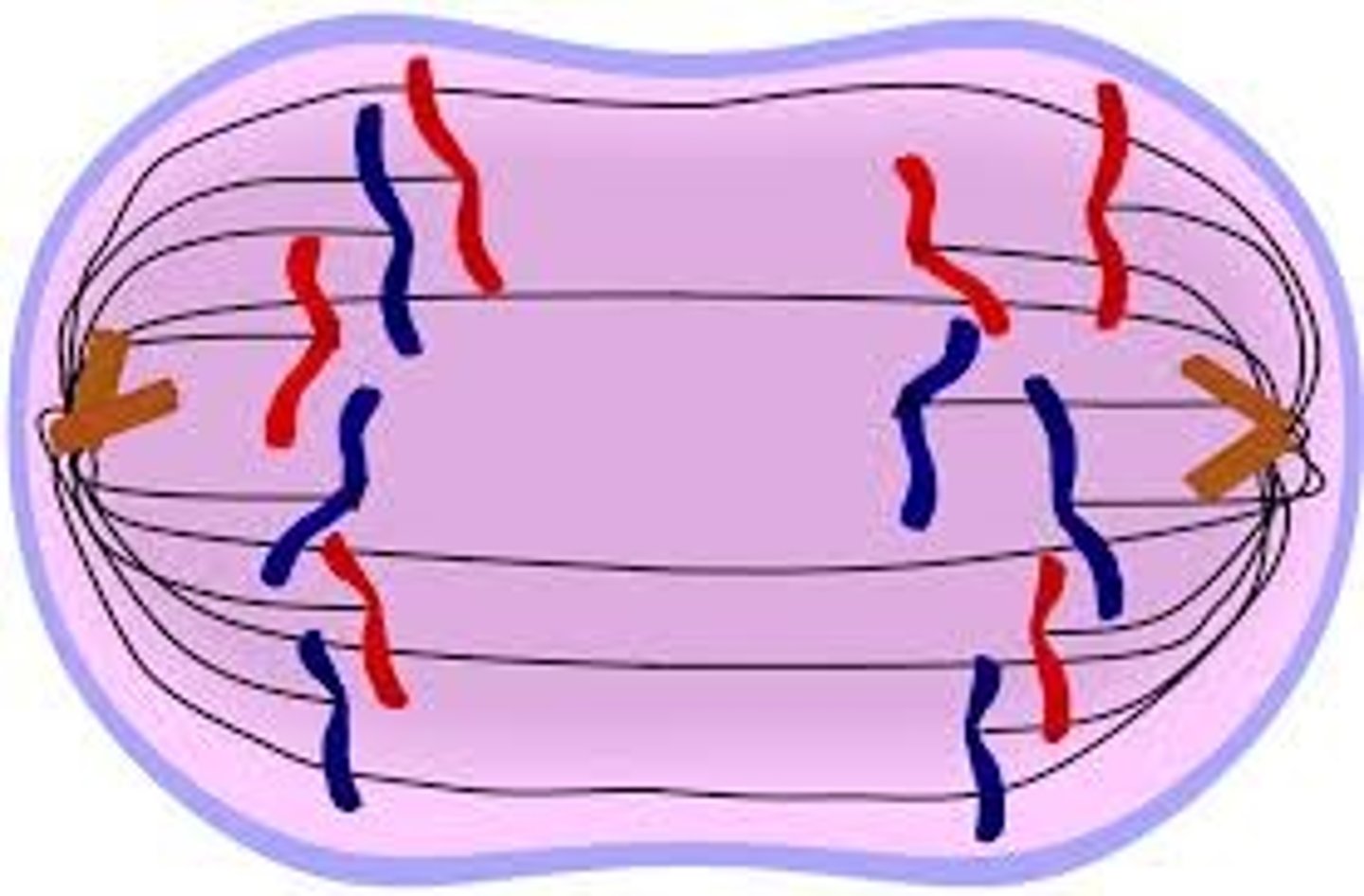 <p><b>Chromatids separate</b>, begin to move to opposite ends, pulled by the spindle fibers</p>