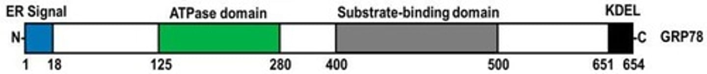 <p>GRP78/BiP plays a vital role in sensing and responding to cellular perturbations by altering protein and cholesterol biosynthesis.</p>