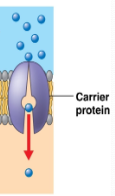 <p><span>Loosely <u>bind</u>/<strong>carry</strong> specific larger molecule across (ex. glucose)</span></p>