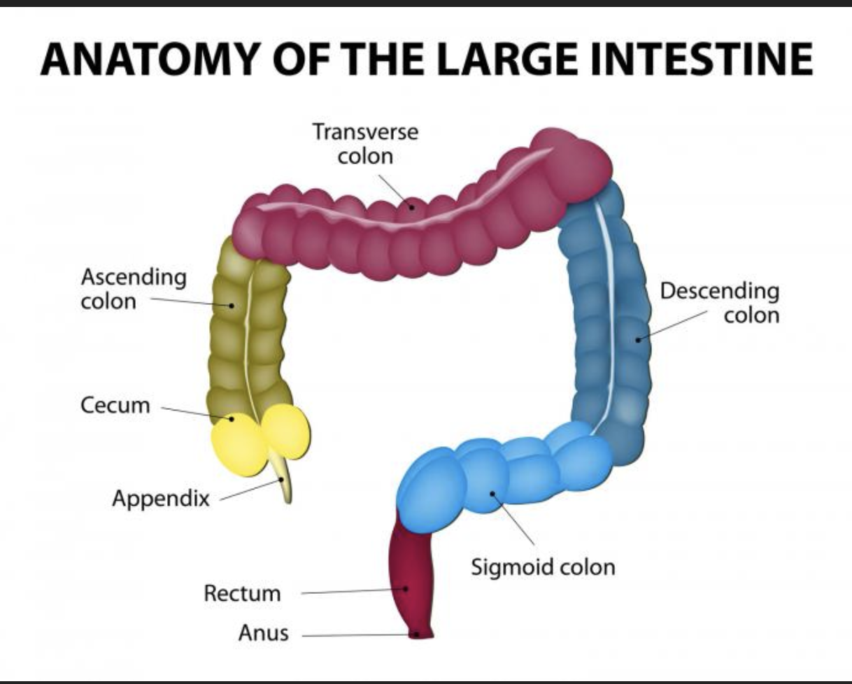 <p><span><strong>• cecum</strong> - saclike first part of the large intestine</span></p><p></p>