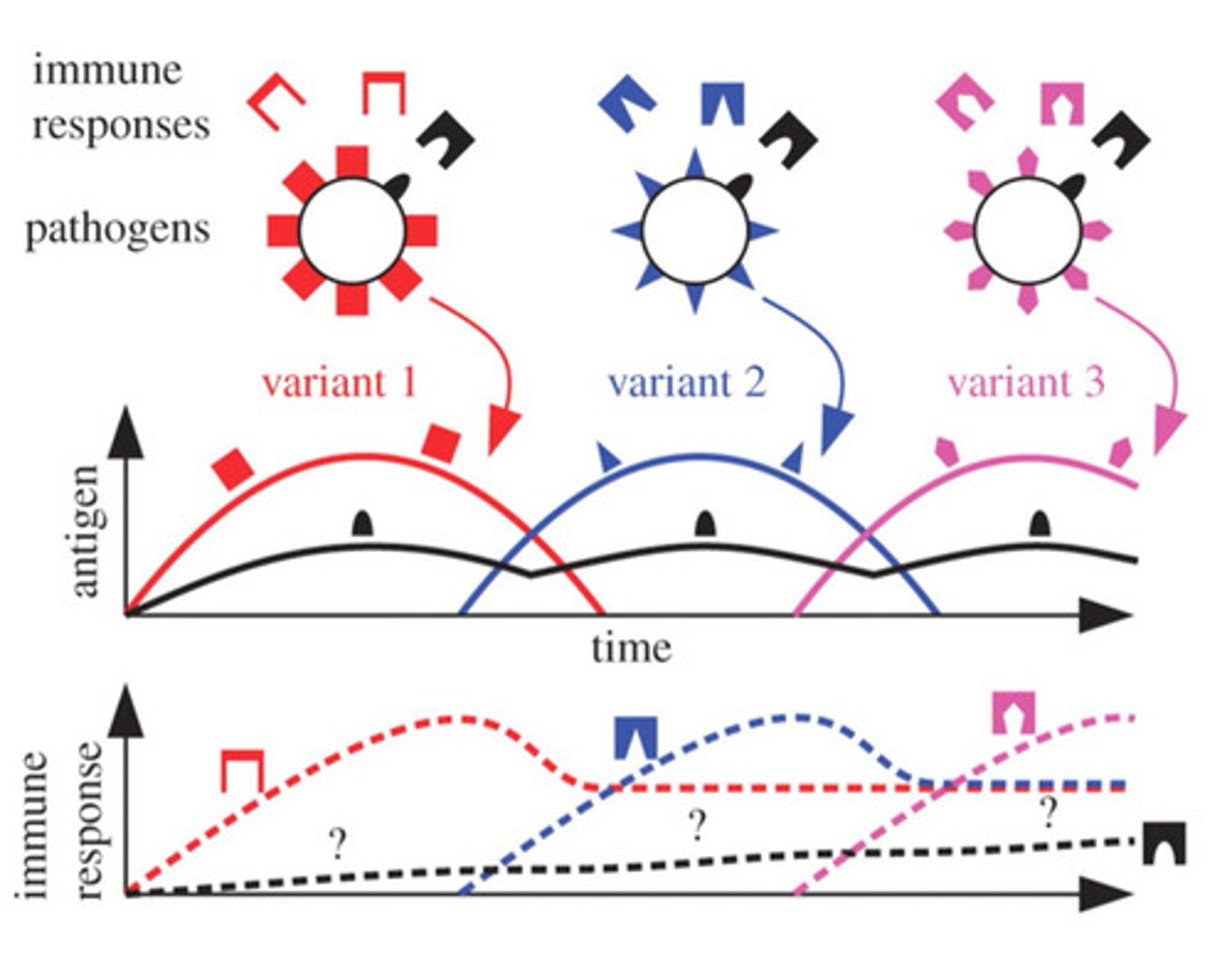 <p>-forces the immunological response to change antigens</p><p>-antigens vary or change in the host during an infection OR can exist in nature as multiple antigenic types</p><p>-important mechanism used by pathogenic microorganisms for escaping the neutralization of antibodies</p><p>-can result from site-specific inversions or gene conversions or gene rearrangements in DNA of microorganisms</p><p>-sequence contingency loci can rapidly generate variants during infections started by small numbers of bacteria that are clonal</p>