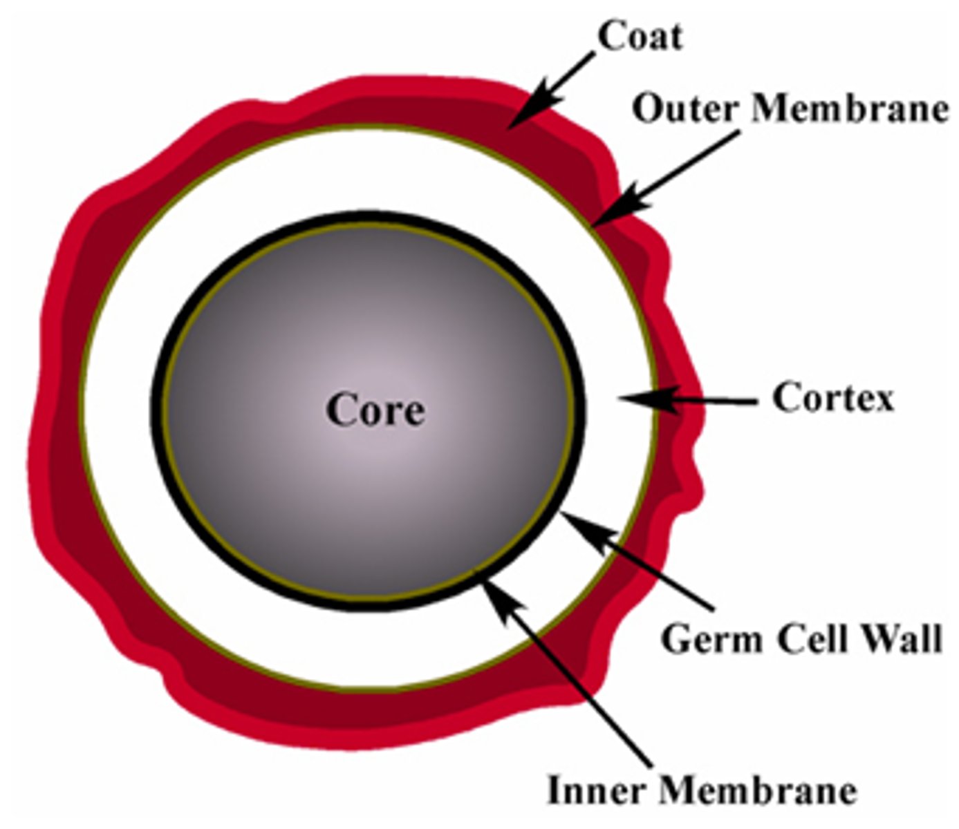 <p>1. exosporium: thin outer covering for chemical resistance</p><p>2. spore coat: several protein layers for chemical resistance and impermeable to chemicals</p><p>3. cortex: filled with spongy peptidolglycan missing tetrapeptide linkages.</p><p>Cortex is filled with Diplicolinic acid and calcium</p><p>4. core: dehydrated. Heat resistant and metabolically inactive.</p><p>Within core is small acid soluble proteins (SAPS) and alpha/beta types. These stabilize DNA and ribosomes and protect from desiccation, radiation, heat, and chemicals (these are chaperone proteins).</p><p>These all contribute to the cells resistance.</p>