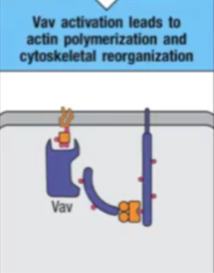 <p>VAV, actin, cytoskeletal </p>