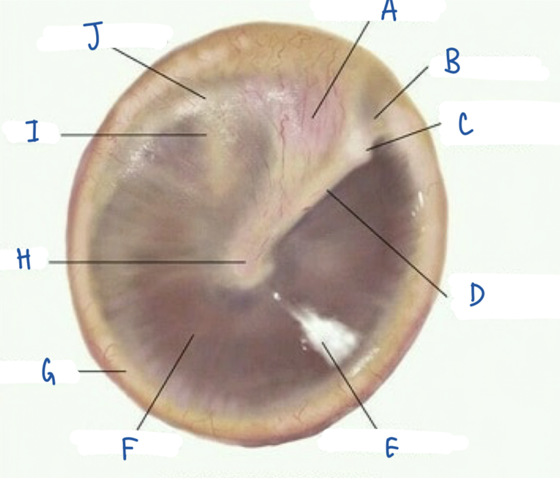 <p>What part of the tympanic membrane is labeled B?</p>