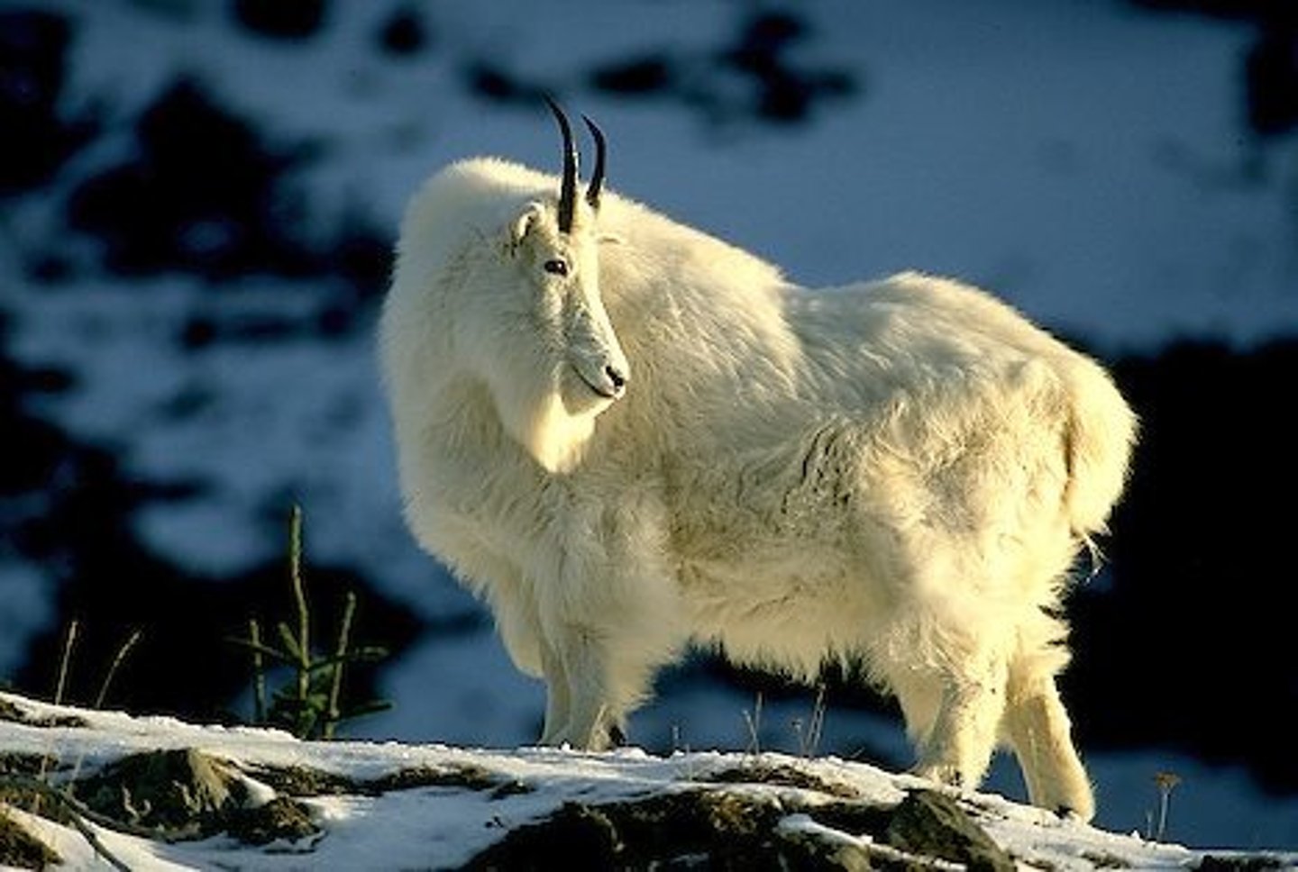 <p>mountain goat</p>