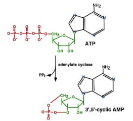 <p><span style="color: green;"><strong>CRP - Cyclic AMP receptor protein </strong></span>(same as CAP catabolite gene activator protein)</p><ul><li><p><strong>Allosteric protein</strong> which binds to DNA ONLY if it has 1st bound a small molecule called cyclic adenosine monophosphate (cAMP)</p></li><li><p>CRP binds as a <strong>dimer</strong></p></li><li><p><strong>Regulatory nucleotide </strong>that enhances RNAP binding to the lac promoter when<u> glucose levels are low.</u> </p></li></ul><img src="https://knowt-user-attachments.s3.amazonaws.com/3bb3ea4f-836c-41d9-9e7b-affbbbfe58e0.png" data-width="100%" data-align="center"><p></p>
