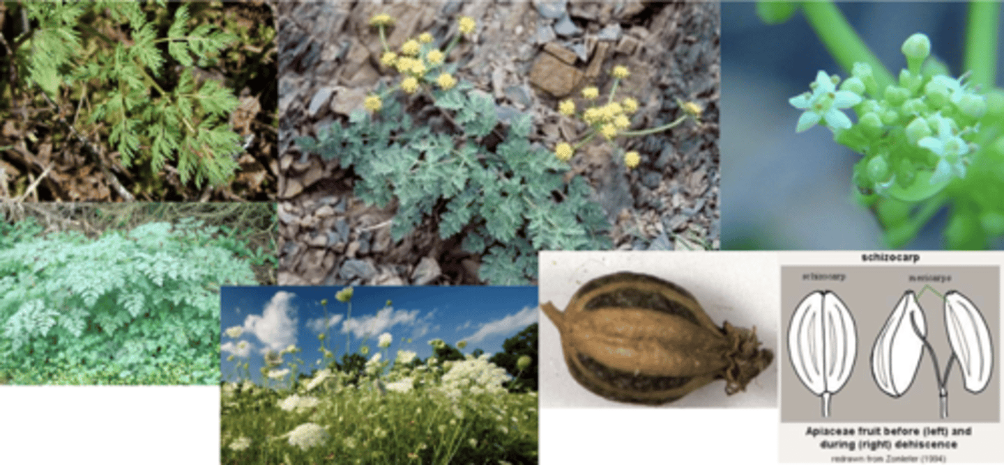 <p>What family has these characteristics? </p><p>Has specialized anti-herbivore defensive compounds – furanocoumarins</p><p>Pinnately Compound Leaves (often 2-3x => 'ferny')</p><p>Flowers Tiny, not very showy individually </p><p>Always have Umbel (often compound)</p><p>1) Alternate or basal </p><p>2) Regular </p><p>3) Umbel </p><p>4) Fruit = Schizocarp </p><p>Fruit = Schizocarp </p><p>(splits into two 1-seeded achene-like fruits/two achenes </p>