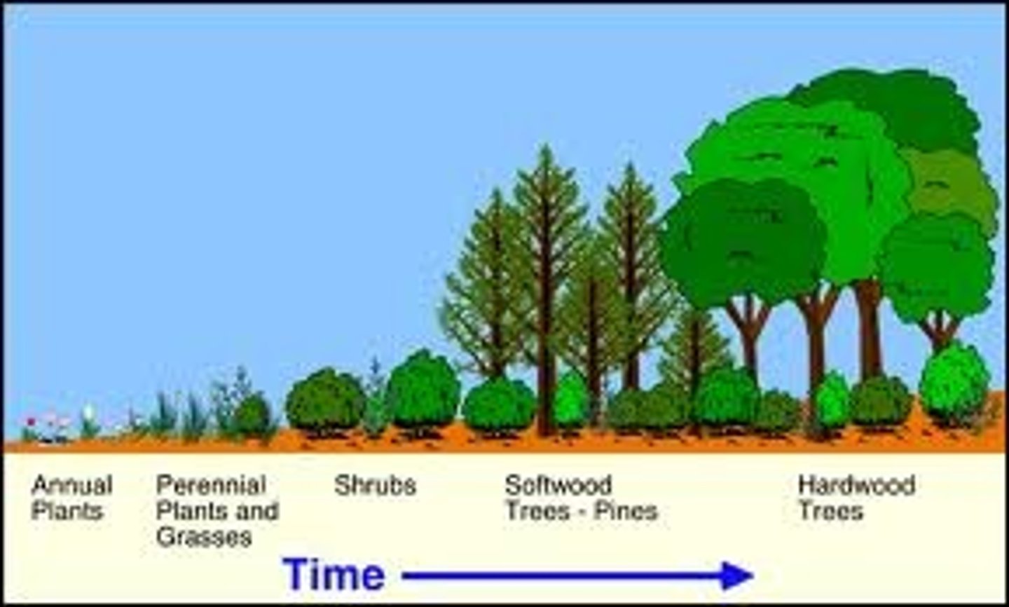 <p>the rebuilding of populations in a community or ecosystem that has been changed due to events in the environment</p>