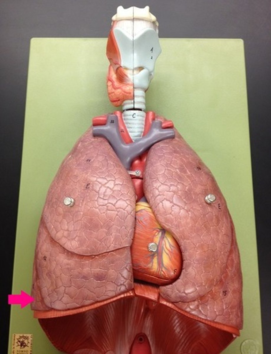 <p>Identify the lobe.</p>