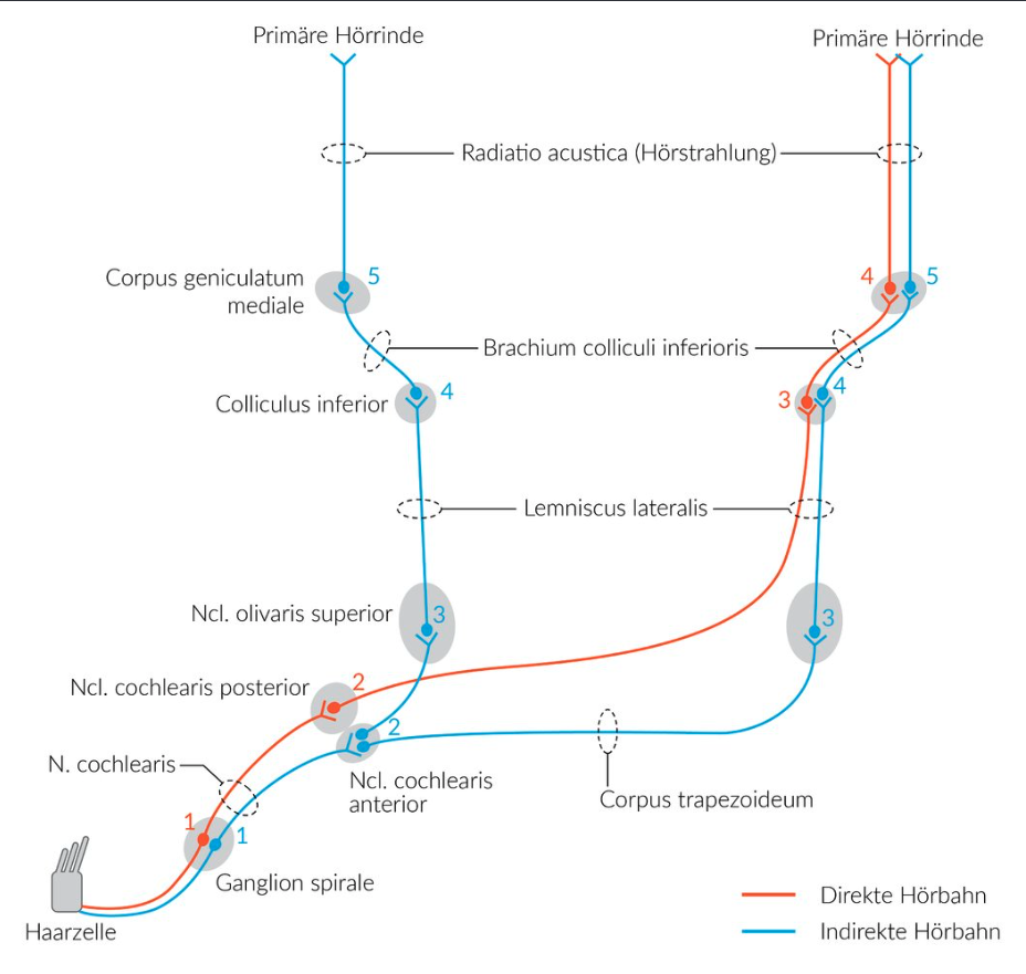 <p>C. Anterior and posterior cochlear nuclei (Nuclei cochleares anterior et posterior)</p>