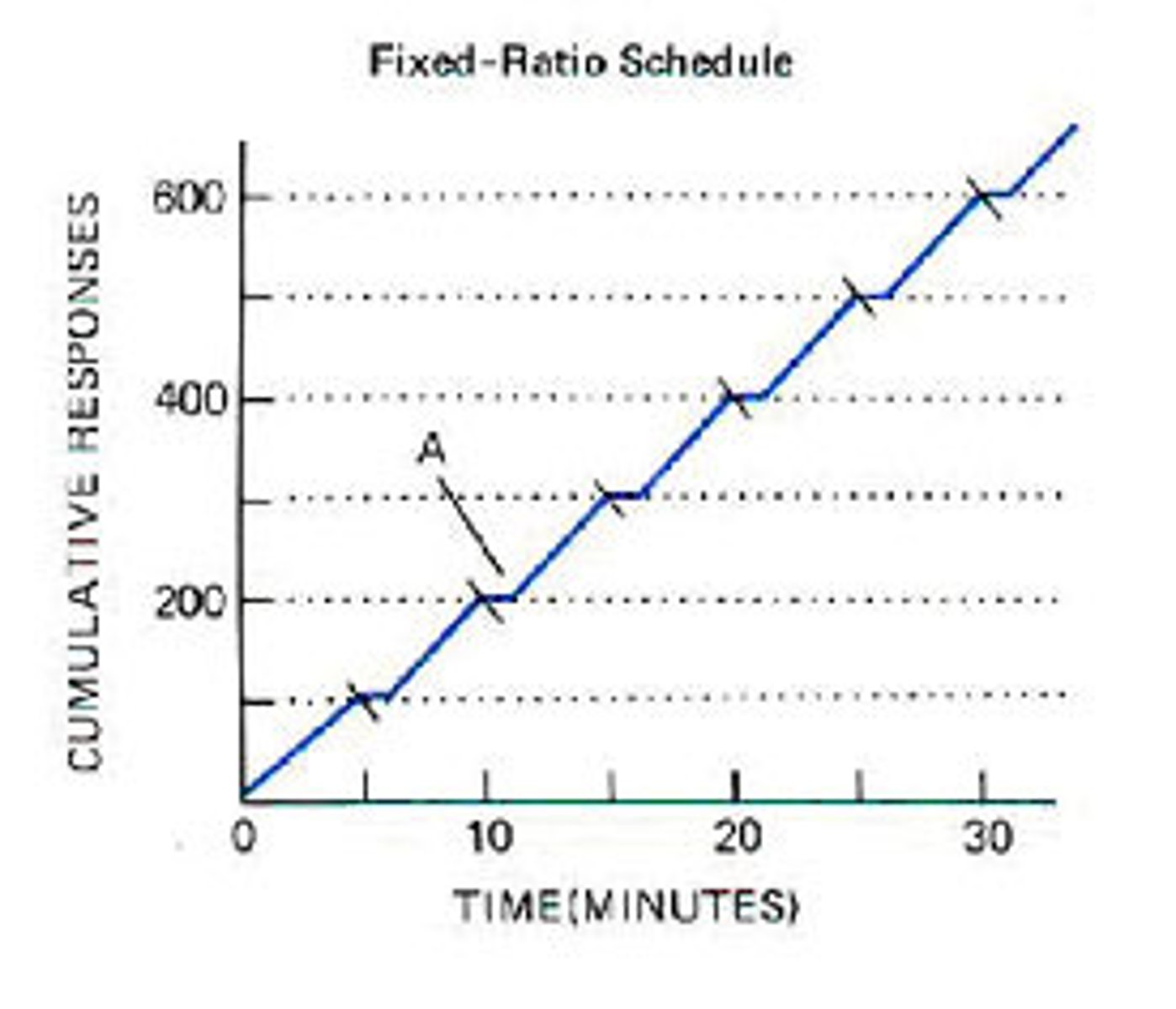 <p>(A) Fixed-ratio</p><p>Giving your dog a treat after each successful attempt is an example of a fixed-ratio schedule.</p><p>The ratio does not have to be 1:1, as in this scenario, to be a fixed-ratio.</p>