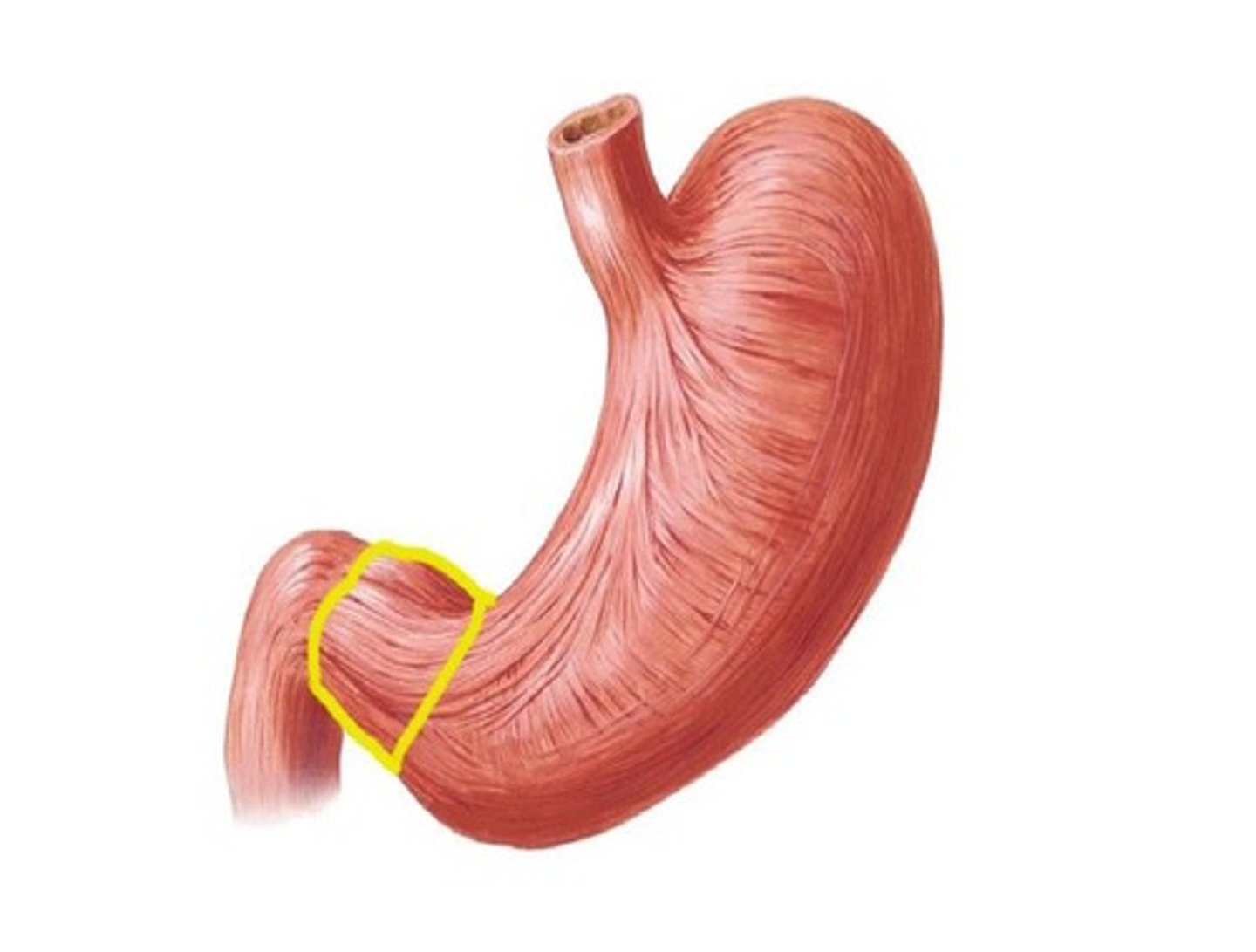 <p>The passageway leading from the stomach to the duodenum.</p>