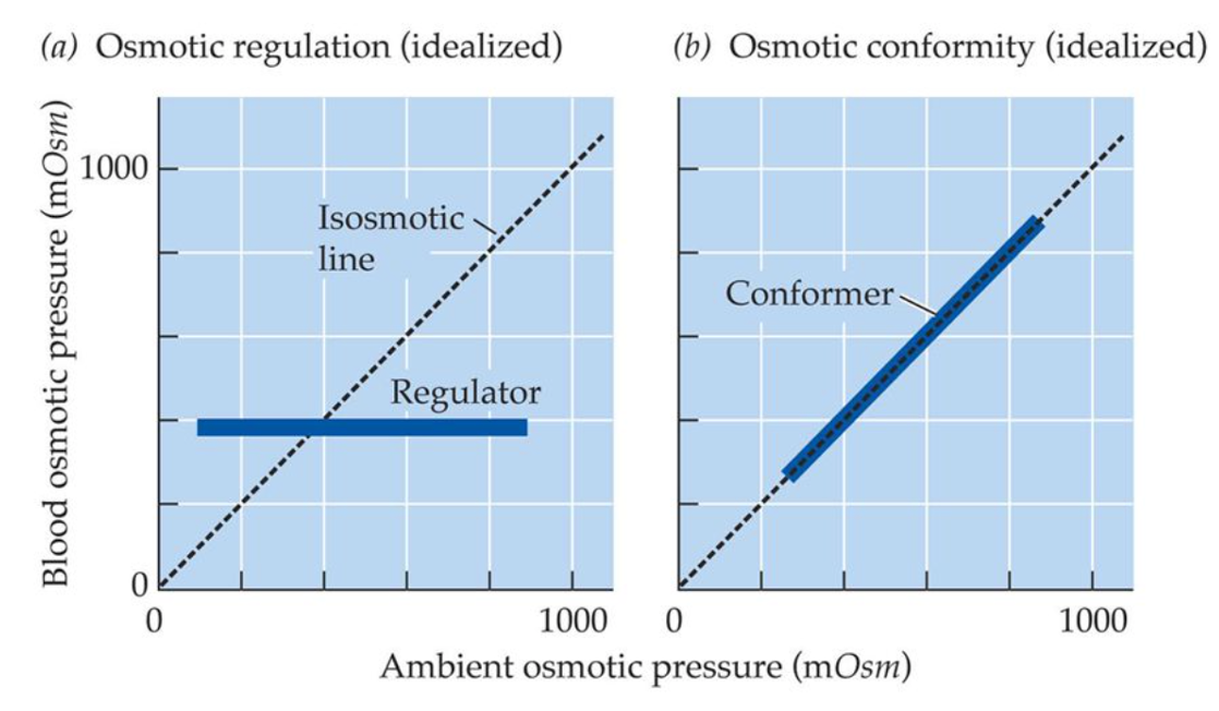 <p>conformers = aquatic animals that have osmolarity + ion composition similar to surrounding water even if that changes</p><p>regulators = regulate osmolarity + ion compositoon to keep constant independent of changes to external environment</p><p>animals often have mixture of osmotic regulation + conformity</p>