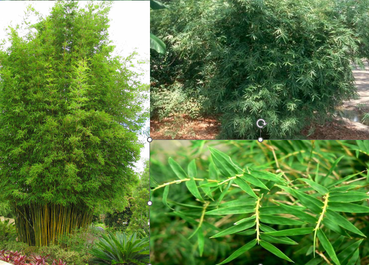 <p>Hedge Bamboo</p>