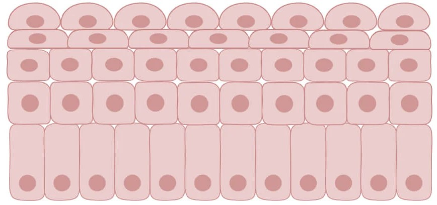 <ul><li><p>special type of stratified epithelium; changes shape -stretched squamous.</p></li><li><p>hold fluids</p></li><li><p>urinary bladder</p></li></ul><p></p>