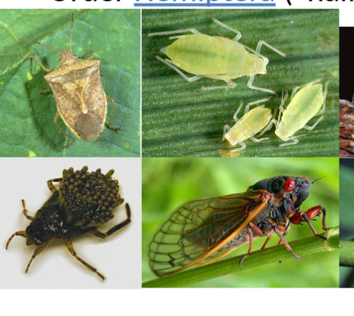 <p>in class insecta, half winged, “true bugs” aphids and cicadas </p>