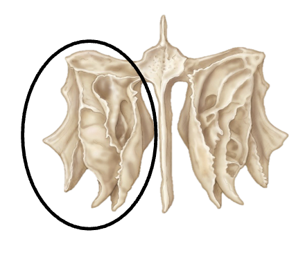 <p><span><span>thin, curved bony plates projecting from the ethmoid bone into the lateral walls of the nasal cavity</span></span></p>